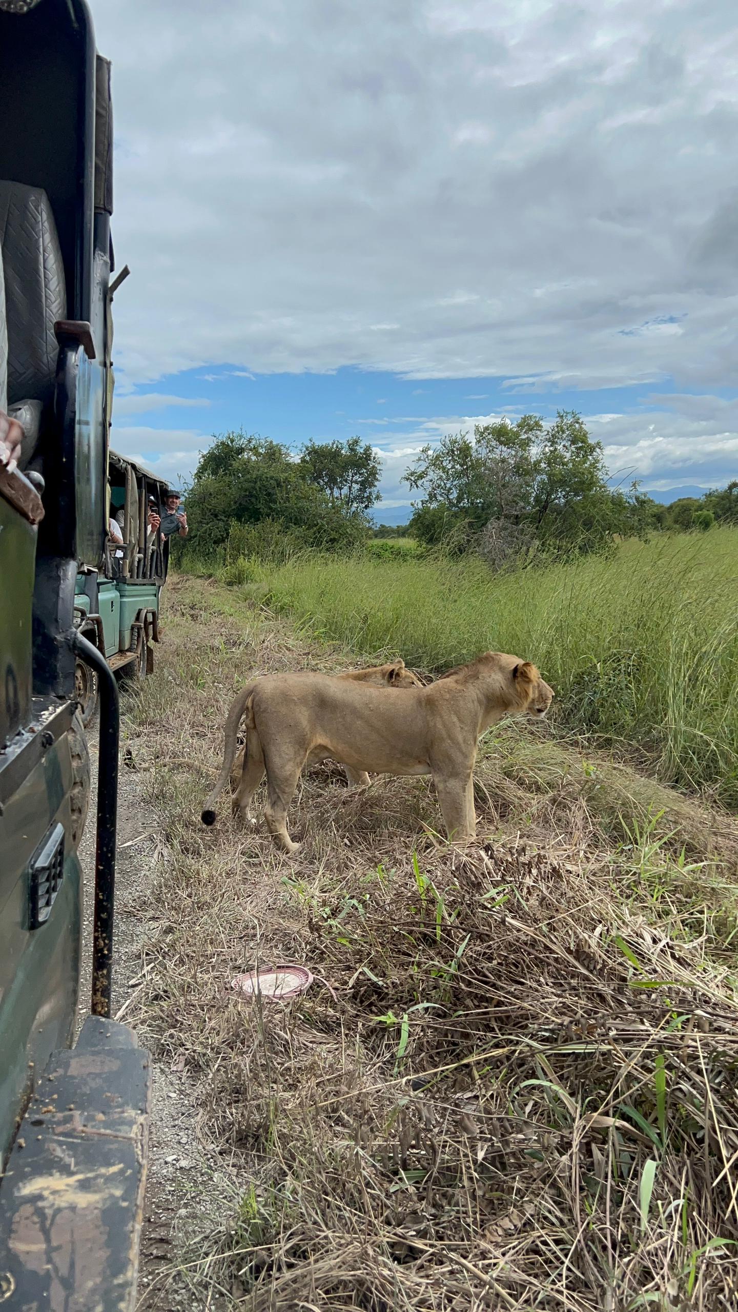  best tie to Great Migration Safari