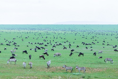 Day trips in the serengeti national park safari tour